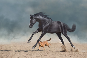 Beautiful black horse with long mane run and play with dog in desert dust