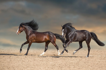 horse and foal