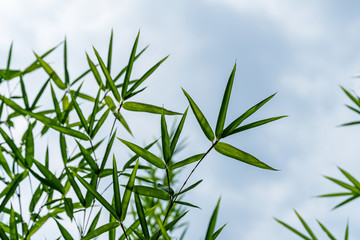 Green leaves bamboo Phyllostachys aureosulcata. Evergreen graceful  plant on background of bright blue sky with white clouds. Lovely theme for any design. Selective focus