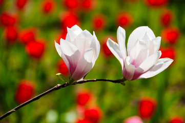 Obraz na płótnie Canvas spring magnolia flowers, natural abstract soft floral background
