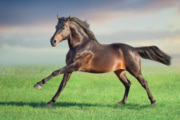 Bay horse run gallop on spring green meadow