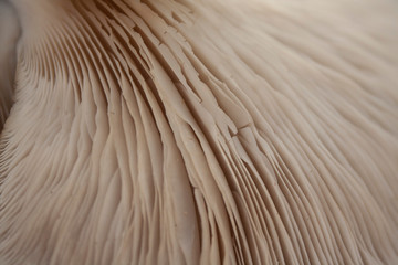 close-up of folds under the cap of oyster mushroom. 
surface texture of the bottom of the mushroom cap
