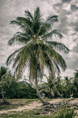 Obraz na płótnie Canvas Beautiful palm tree growing right on the beach in Thailand