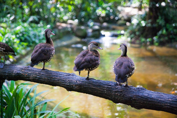 Three ducks on a log above the water