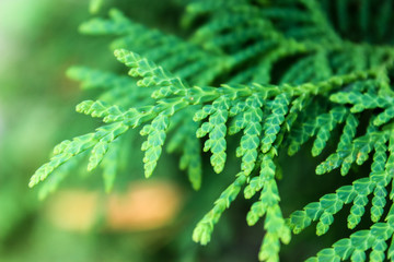 growth, foliage, pine, year, Botanical, spruce, needle, new, white, young, beauty, color, coniferous tree, decoration, decorative, design, detail, evergreen, flora, green, holiday, leaf, macro, nature