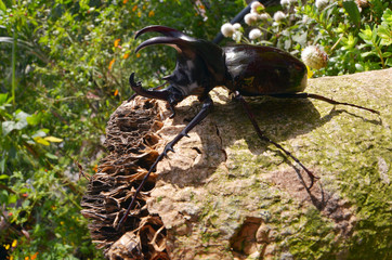 close up image of a huge Atlas Beetle - Chalcosoma sp. 