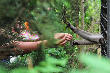 Monkey taking food from human's hand,monkey in cage