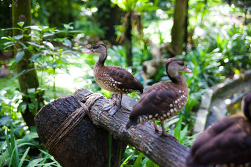 bird in the forest