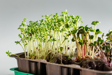 Differend types of Microgreens