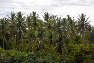 Fototapeta na wymiar Palm trees stand on the coast against the sky