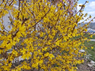 Spring tree flowering - Forsythia flower. Slovakia	
