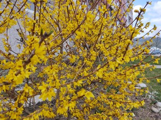 Spring tree flowering - Forsythia flower. Slovakia	
