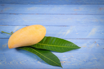 Mango with green leaves. The premium quality Mango (Nam Dok Mai) from thailand