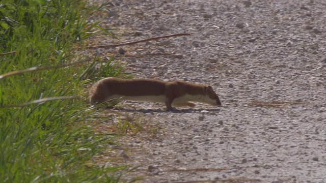Pan shot of cute wild stoat mustela in motion in nature wilderness