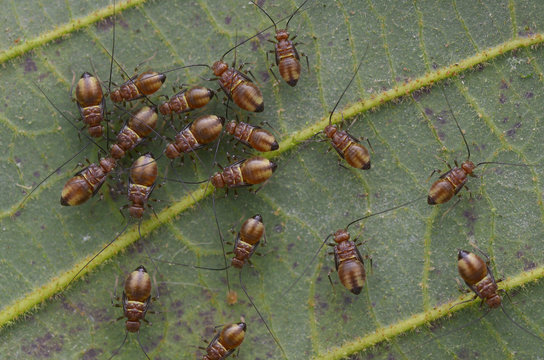 macro image of a group of barklice nymphs
