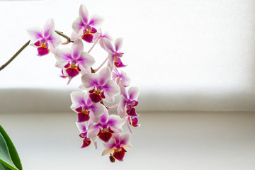 Soft focus of beautiful branch of double color mini orchids Brother Pico Sweetheart. Phalaenopsis,  Moth Orchid are on a gentle warm bright brown blurry background. A lovely idea for any design.