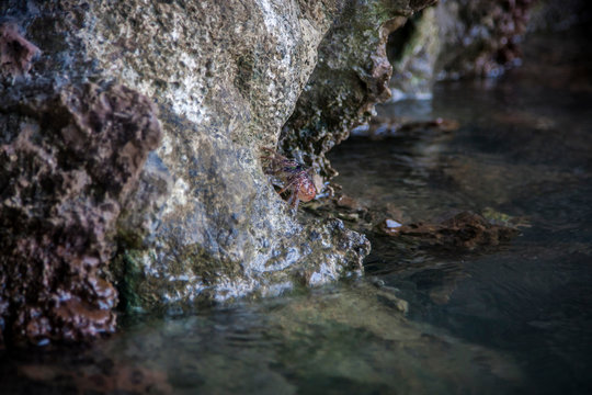 Crab on the stones near the sea