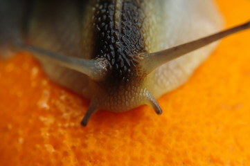 Big garden snail on a orange background