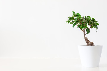 A desk against a white empty wall with a single bonsai tree in a white pot. Copy space.