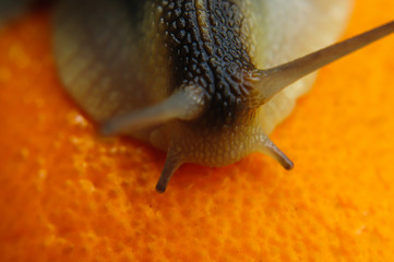 Big garden snail on a orange background