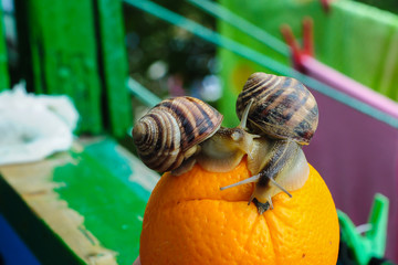 Big garden snail on a leaf background