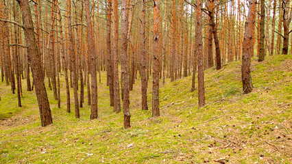 Fototapeta premium Forest by the sea, Conifers, green moss, small trees, green forest, green bedding 
