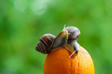 Big garden snail on a leaf background