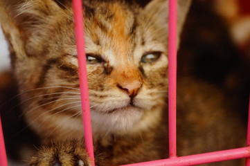 The kittens are caged in the pet market