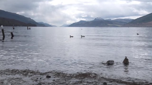 A semi-wide shot of ducks, from one of the shores of Loch Ness.
