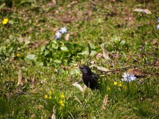 Common starling in the green grass. The beak is dirty with earth.
