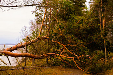 Overturned pine after storm near sea dunes