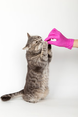 Hands of a doctor in medical gloves, give a pill to a cat, vitamins for wool, treatment of a pet.