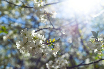 Flowering branches of trees in spring. Background with flowers in backlight and focus on several flowers.