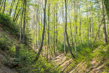 spring forest begins to turn green. beautiful landscape. tall trees.