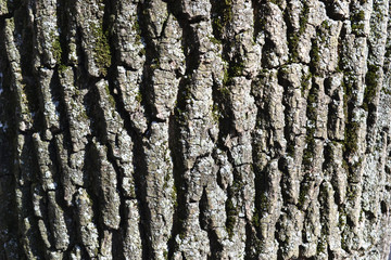 Obraz premium poplar bark. texture of old poplar bark