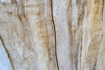 Texture of wood background pattern closeup