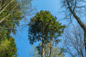 tall trees on sky background. the beginning of spring. fresh air.