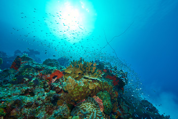Luminous cardinalfish and corals