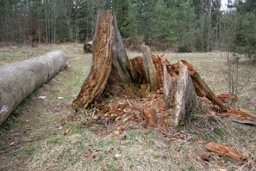 A big old rotten stump in the woods near an old fallen tree