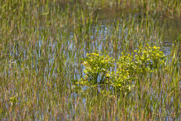 雑草の生えた水田に咲く黄色い花