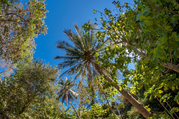 Fototapeta premium palm tree branches