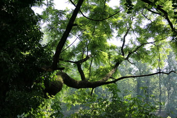 Fototapeta premium tree in the forest