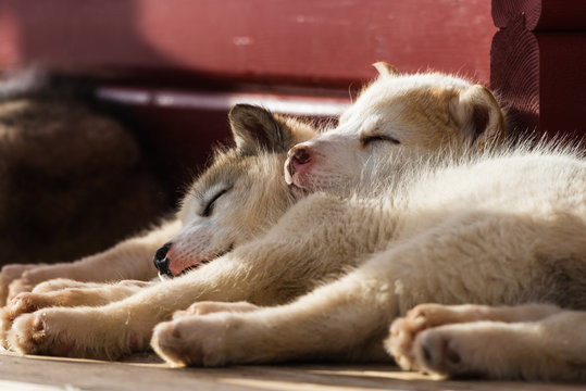 10 Powerful Tips to Help Your Dog Having Trouble Sleeping