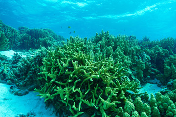 Fototapeta na wymiar Coral forest