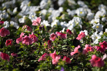 Obraz premium flowerbed with beautiful blossoming colored flowers of petunias. gardening and landscape decoration. plants bloom in spring