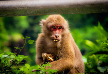 portrait of an indian monkey in nature