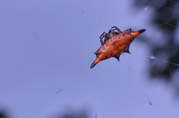 macro image of a Spiny Orb Weaver Spider - Gasteracantha sp.