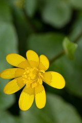Bright yellow petals of the Ficaria verna