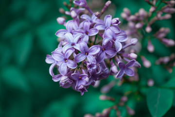 Close up of lilac purple flowers. Beautiful green color. Spring