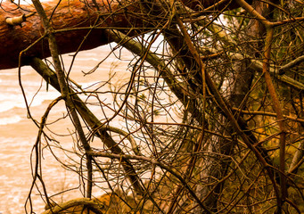 Overturned tree after storm near sea dunes